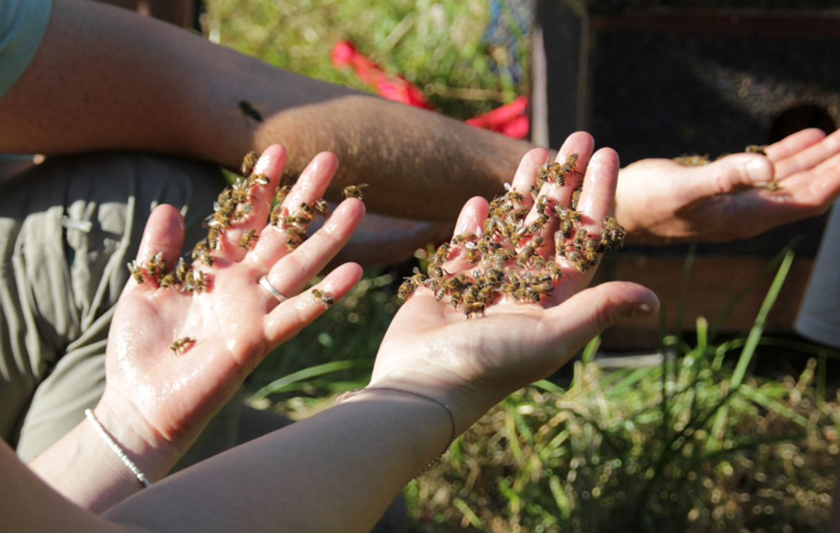 ¿Qué es exactamente el yoga de las abejas?