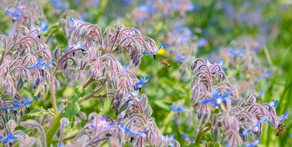 Abeilles