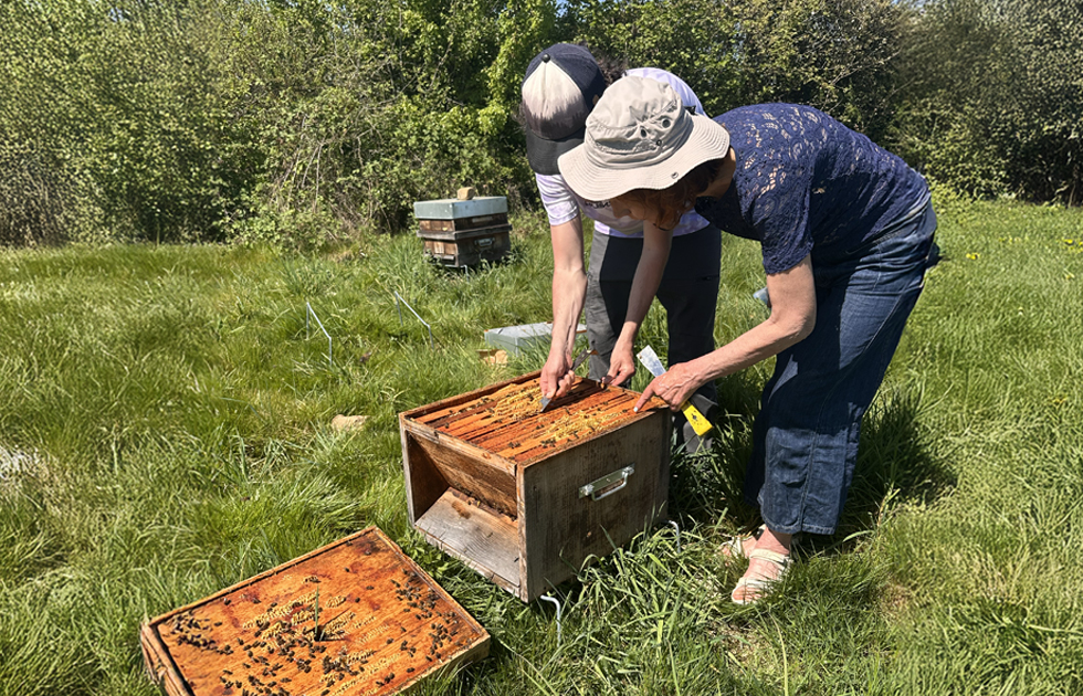 Día Mundial de las Abejas: nuestro compromiso con ellas desde 1977