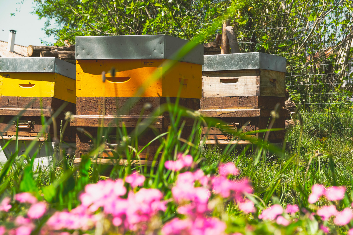 Alergias estacionales: una primavera tranquila con las abejas.