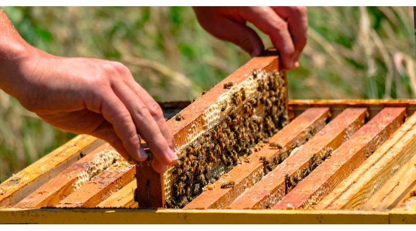 Mi pequeño colmenar. Iniciate en Apiculture DOUCE®.